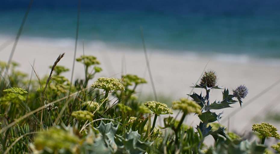 Des produits à base d'Algues et de plantes marines