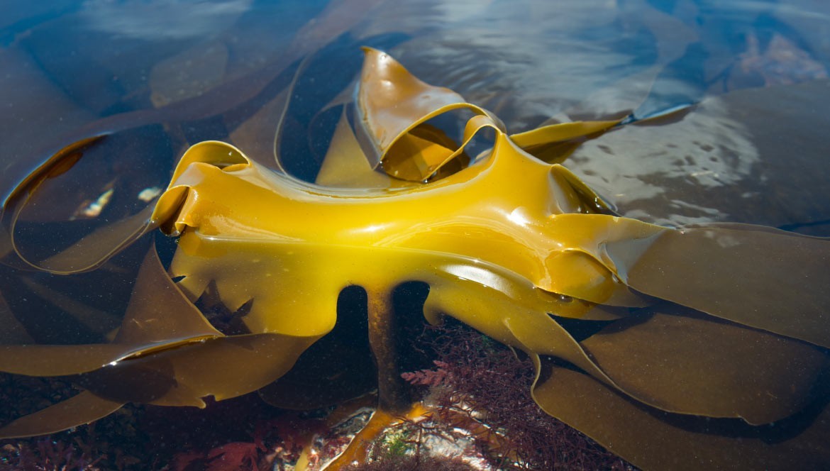 Golden seaweed: a great marine principle for the skin 