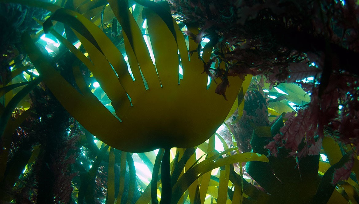 L’algue Laminaria Digitata au service de notre peau