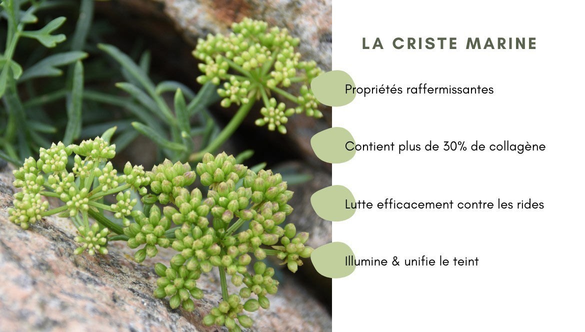 Criste marine, plante marine : ses bienfaits pour la peau